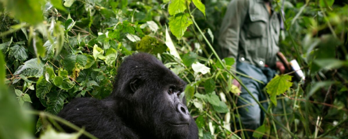 Corona virus in Uganda