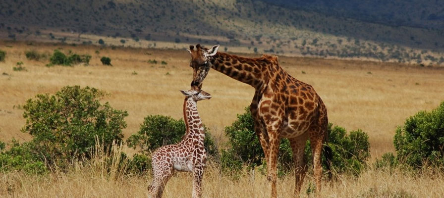 3 Days Maasai Mara Luxury Safari In Kenya