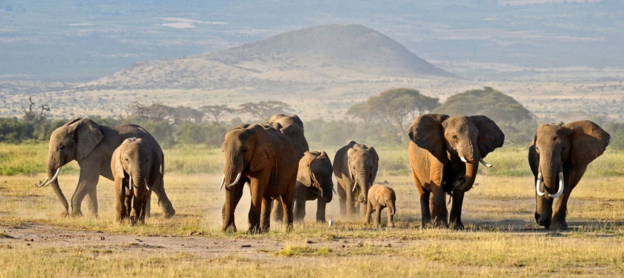 4 Days Maasai Mara Budget Safari