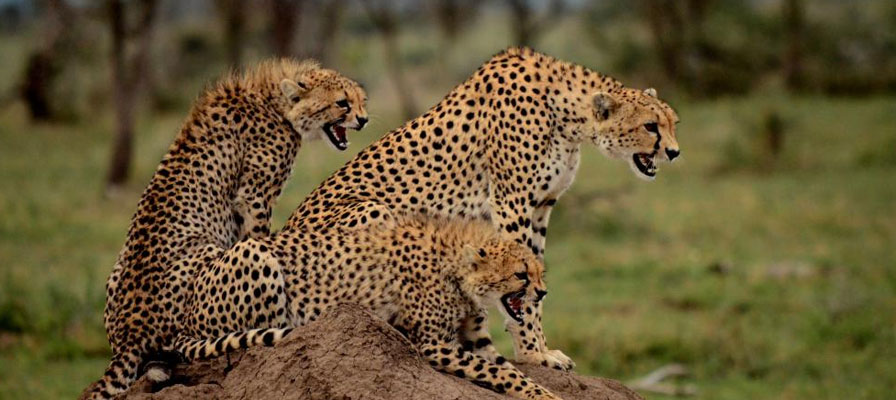 5 Days 4 Night Northern Tanzania Safari
