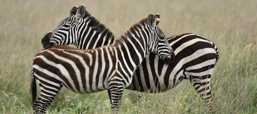 5 Days Safari In Northern Tanzania