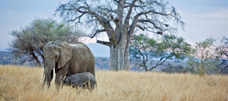 7 Days 6 Night Northern Tanzania Safari