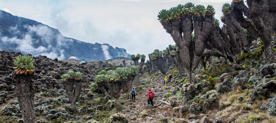 8 Days Machame Route