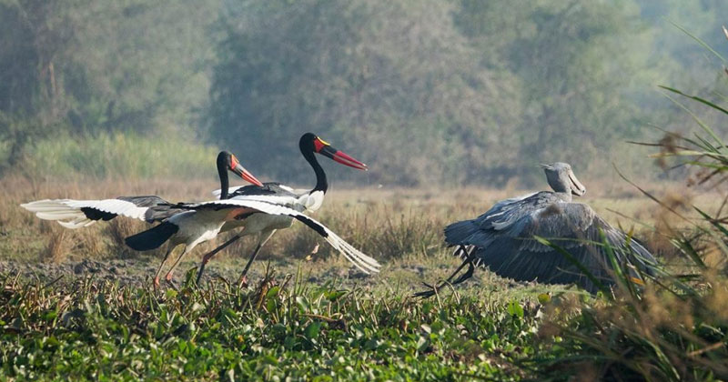 Birding Checklist for Nyungwe Forest National Park