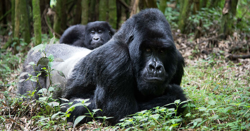 Best Activities to Do for Honeymoon in Uganda