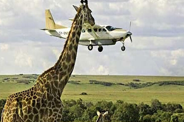 5-Day Uganda Fly-in Gorilla & Chimpanzee Trekking Safari