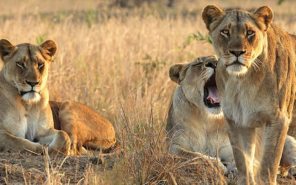 What Time of Day Are Game Drives Conducted?