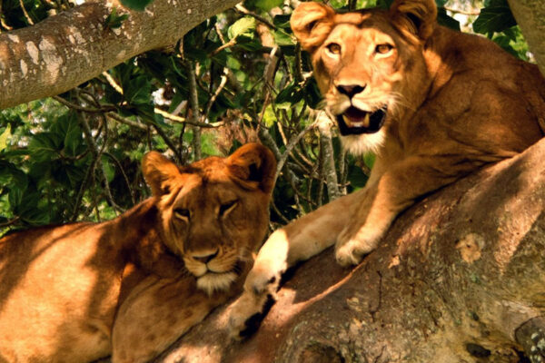 Queen Elizabeth National Park