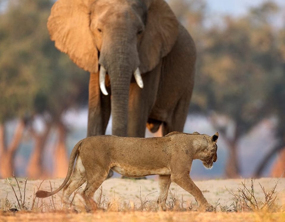 9-Day Uganda Big Five Safari