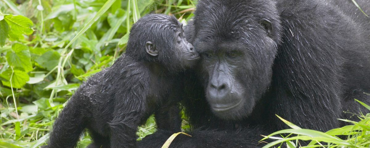 Bwindi Impenetrable National Park