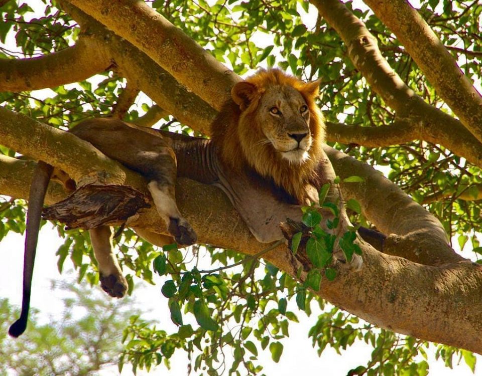 Tree-Climbing Lions