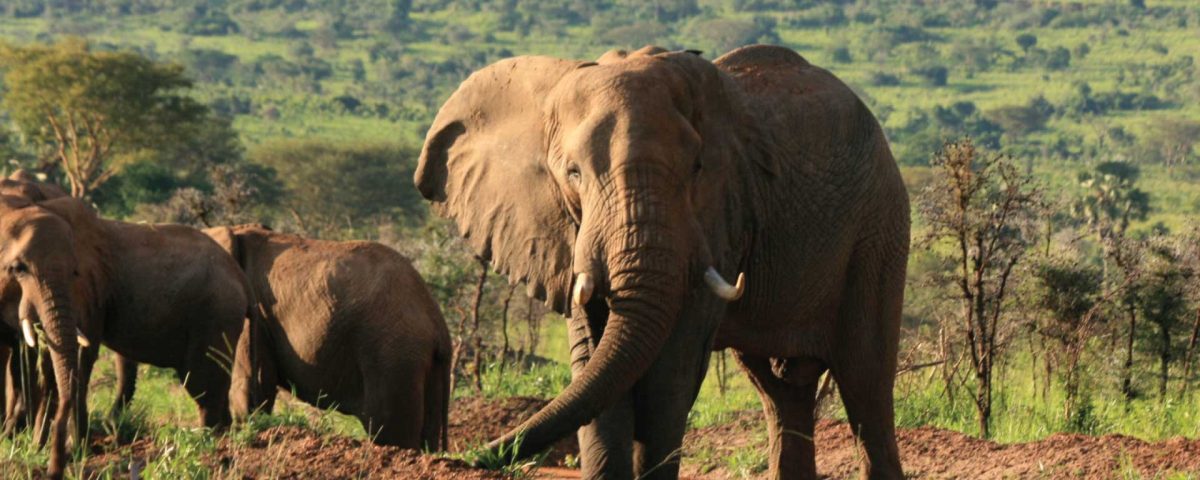 Uganda Safaris