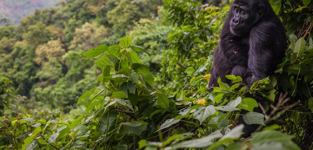 Rushaga Sector in Bwindi Impenetrable National Park