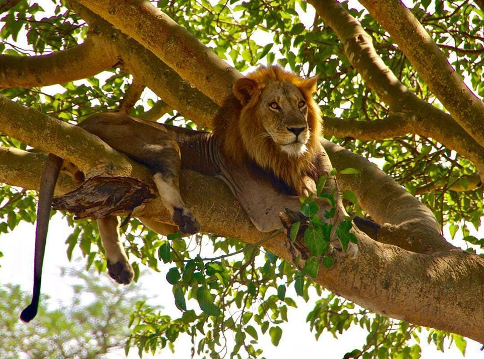 Location of Tree-Climbing Lions in East Africa