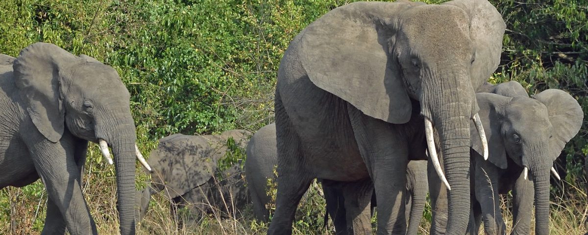 Uganda Safari Tours