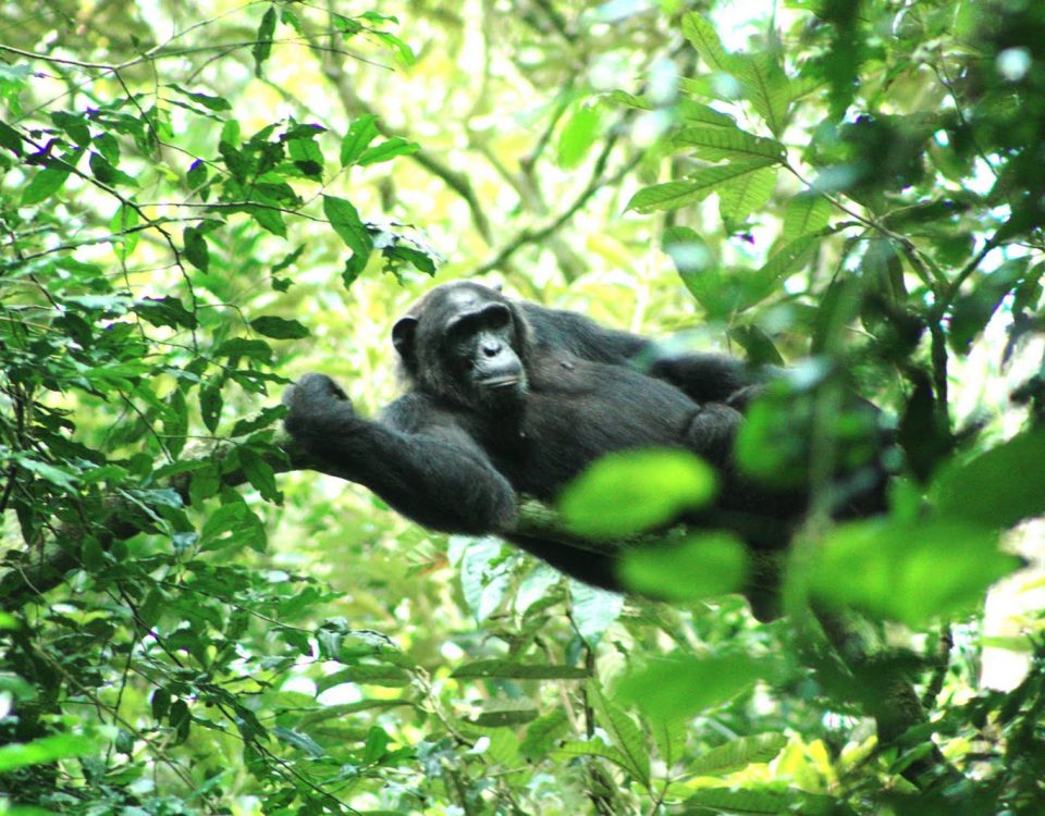 11 Days Uganda Primates Habituation Safari