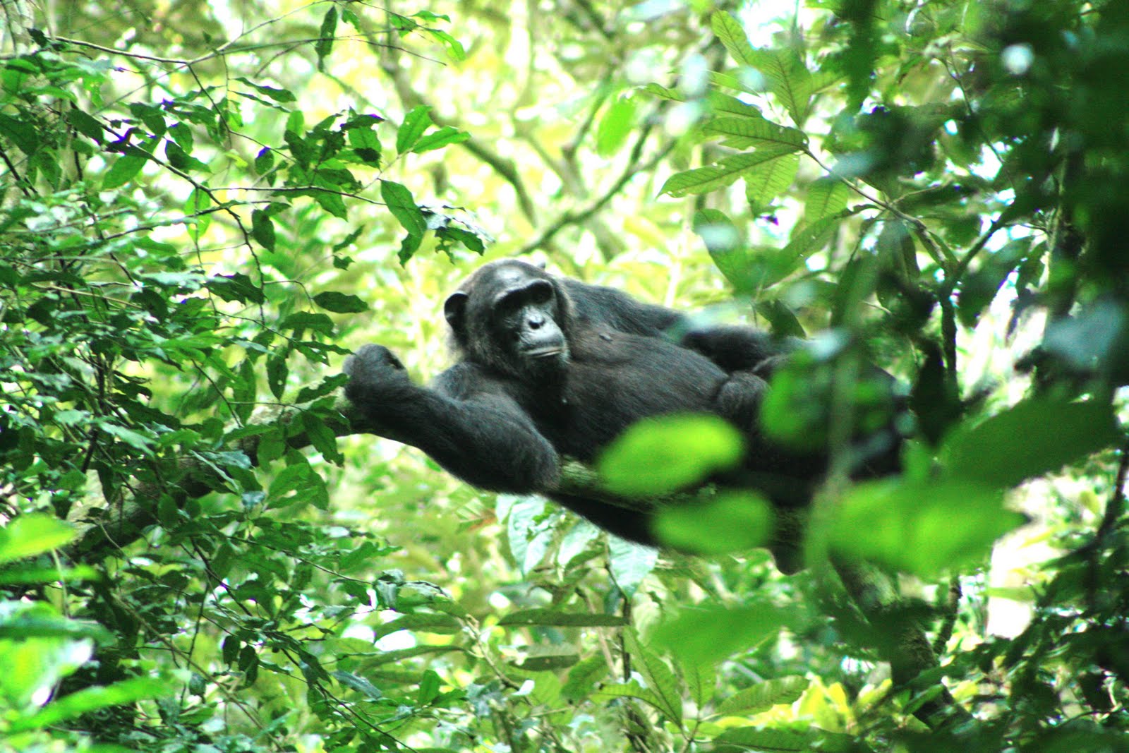 11 Days Uganda Primates Habituation Safari