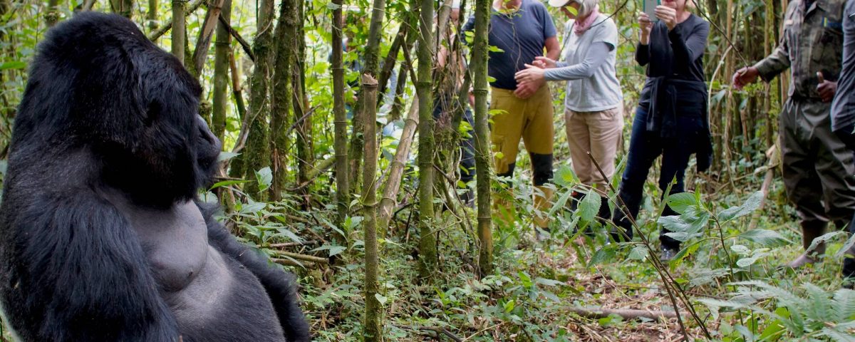 Most Asked Questions About Gorilla Habituation in Uganda