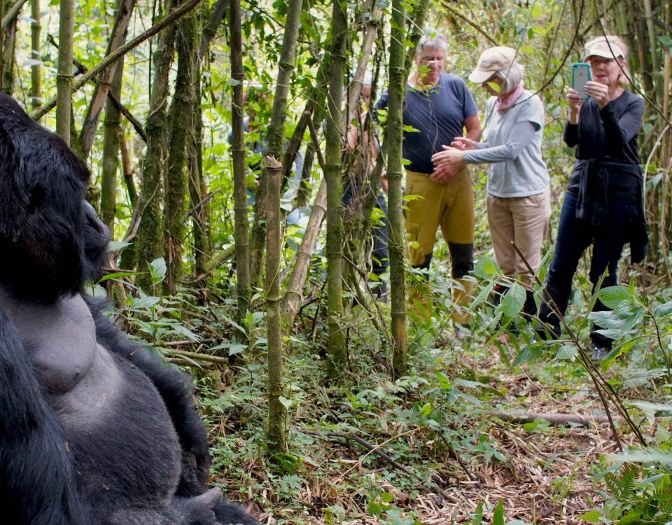Most Asked Questions About Gorilla Habituation in Uganda