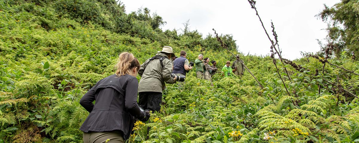 Can I Combine Gorilla Trekking with Game Drive Safaris
