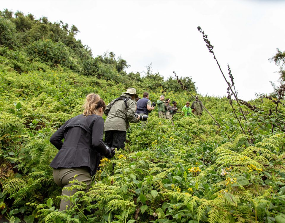 Can I Combine Gorilla Trekking with Game Drive Safaris