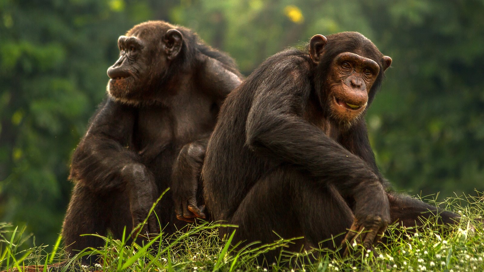 3 Days Chimpanzee Tour