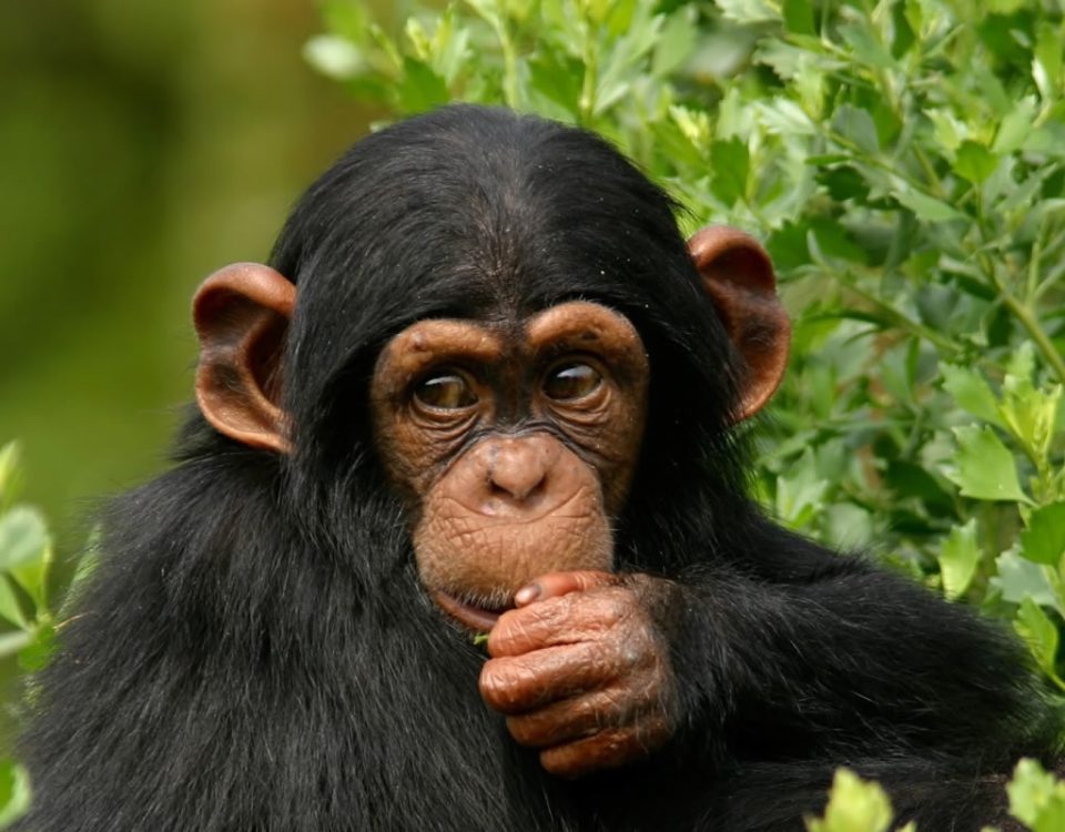 14 Days Uganda Rwanda Safari