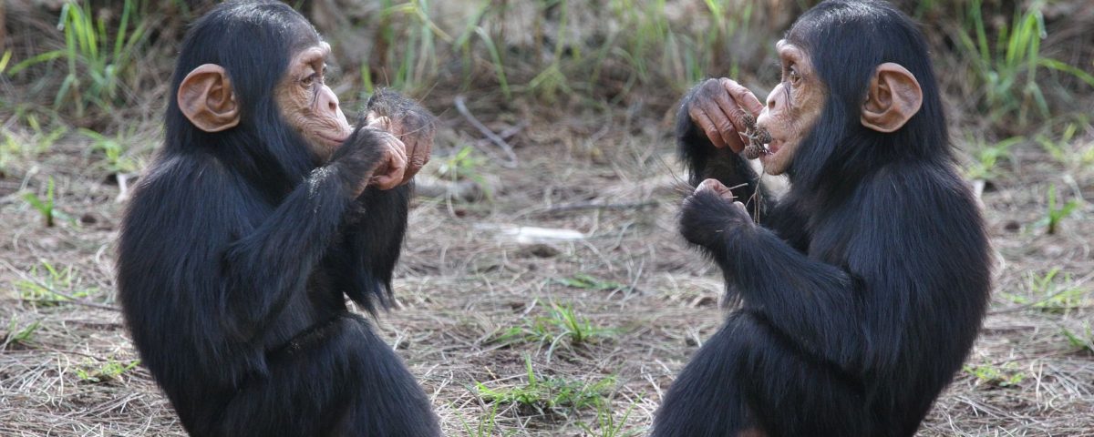 Best Time to Go for Gorilla Trekking and Game Drives in Uganda?