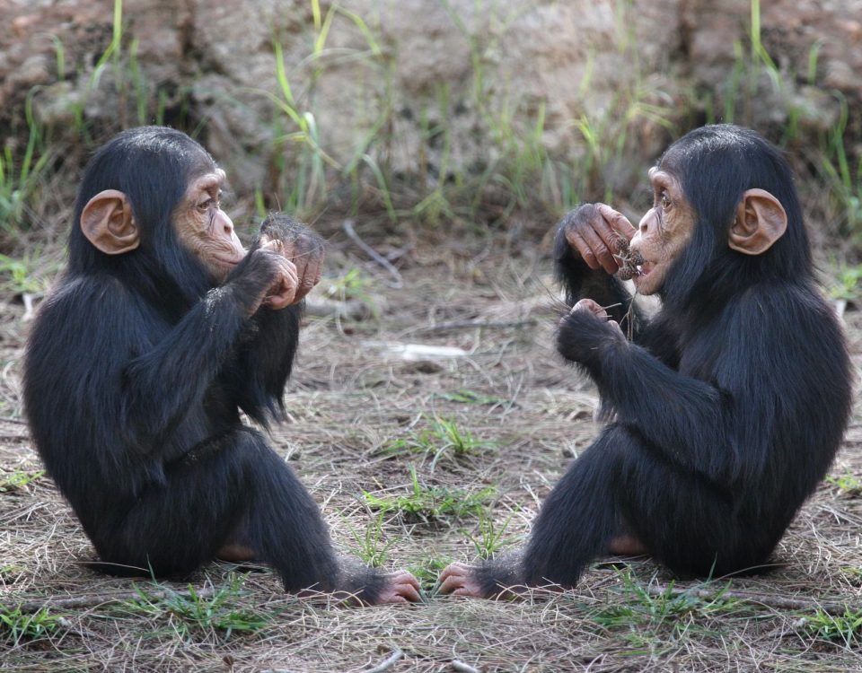 Best Time to Go for Gorilla Trekking and Game Drives in Uganda?