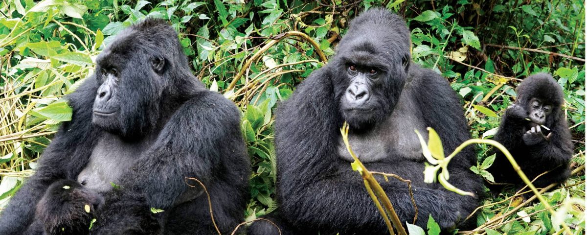 Uganda Safari Tours