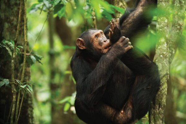 Chimpanzee-Trekking-Nyungwe-Forest-National-Park_1199x800
