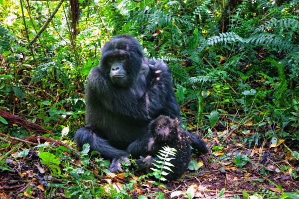 Gorilla-and-baby-in-Virunga-National-Park.jpg.optimal