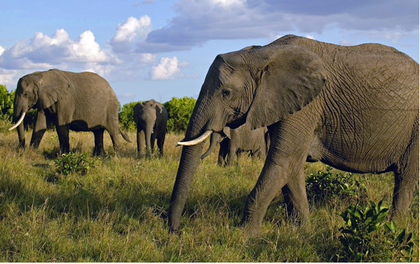 10-Day Uganda Big Five Safari