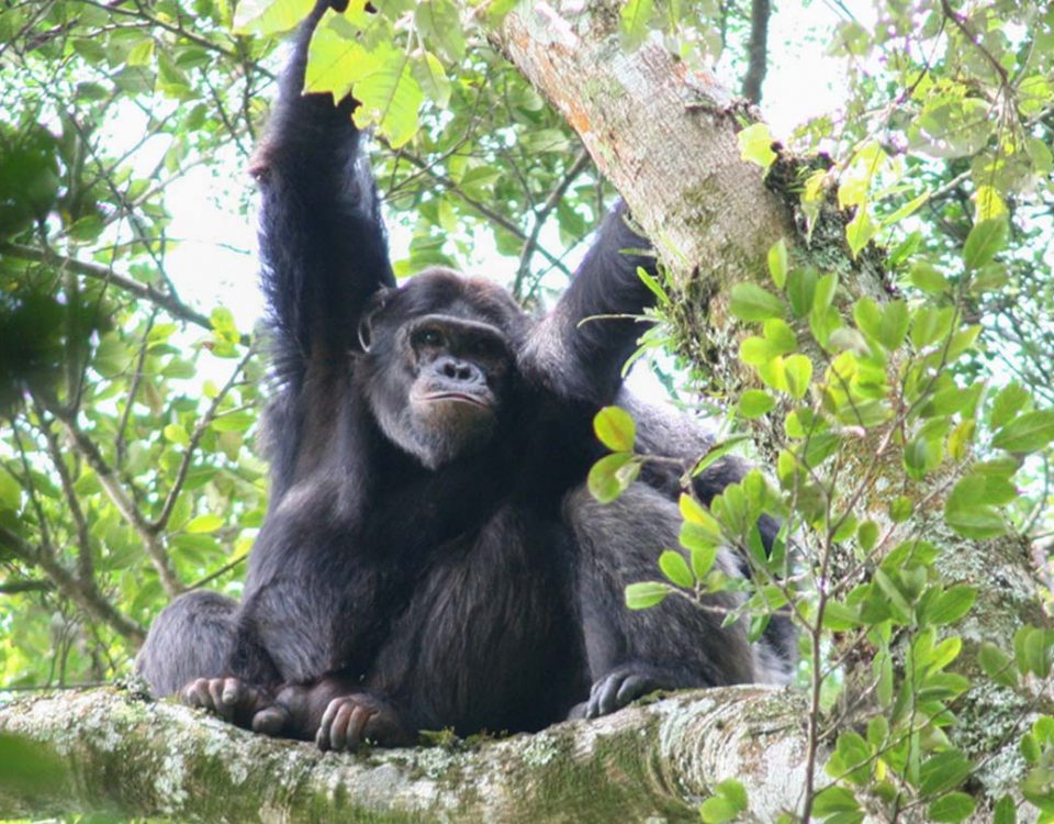 nyungwe-chimps