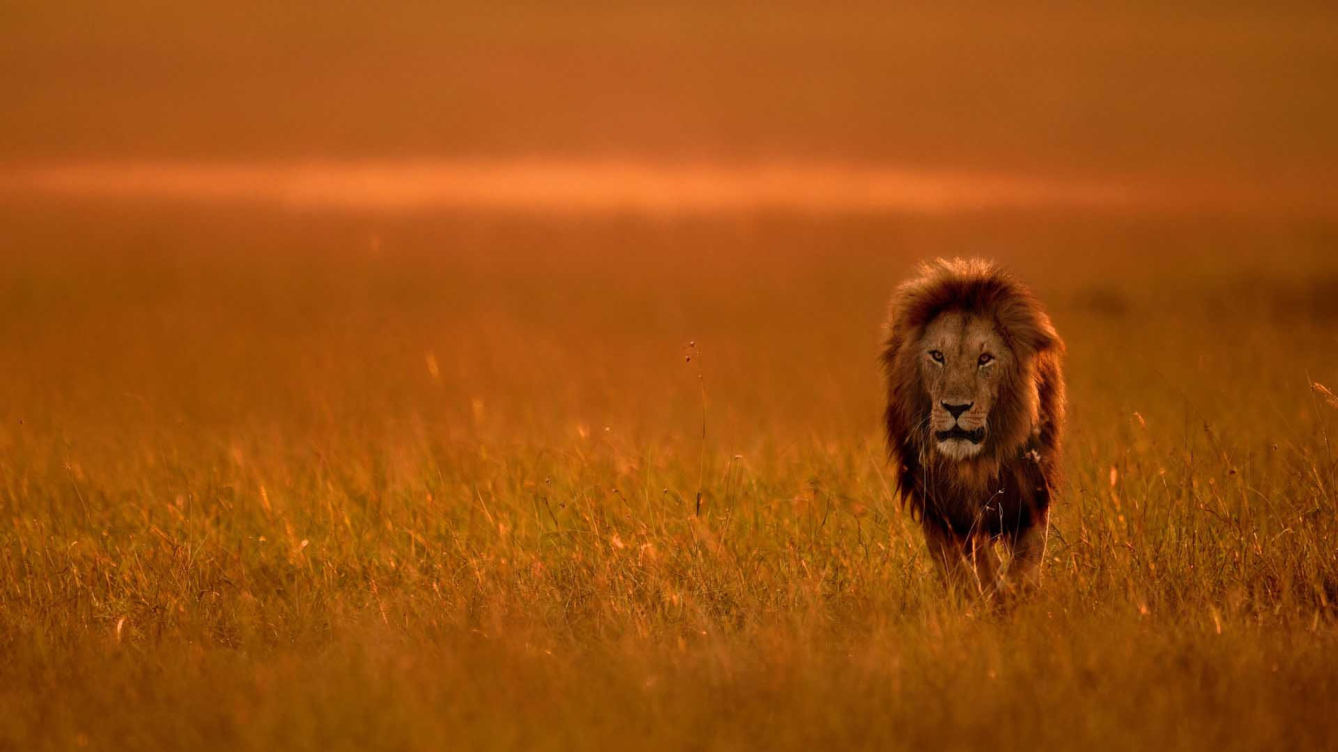 Maasai Mara Kenya Budget Safari