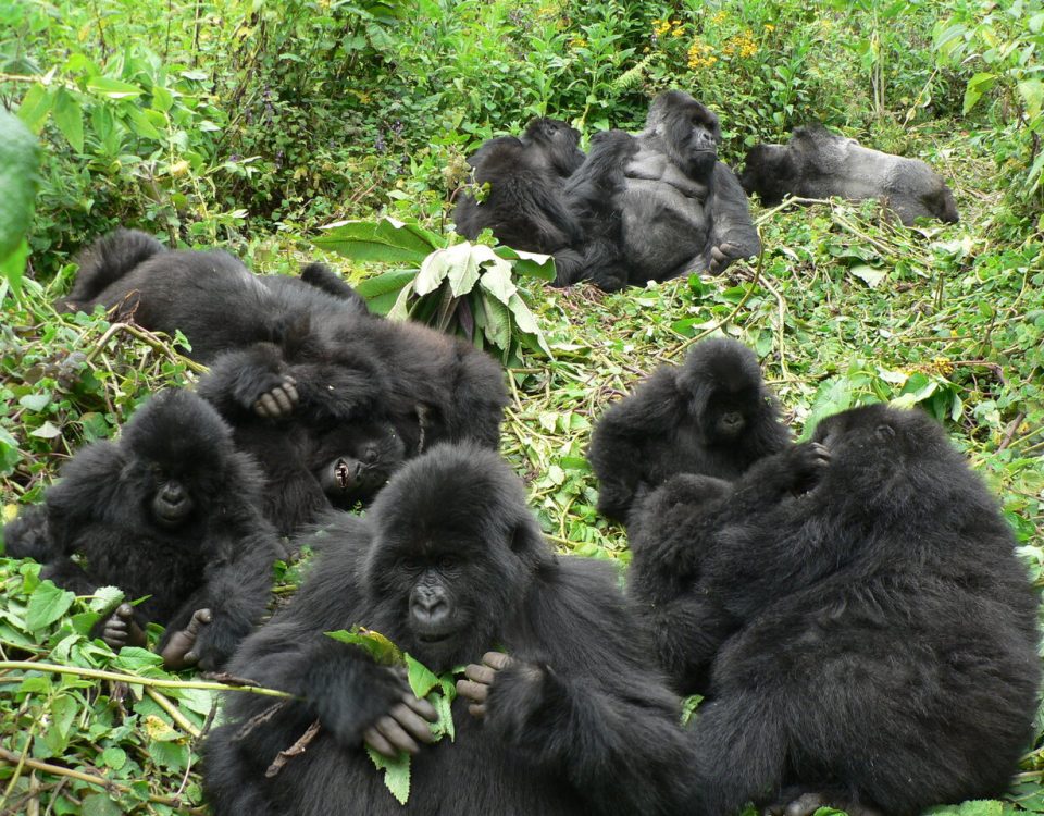 How Many Days for a Combined Gorilla and Wildlife Safari