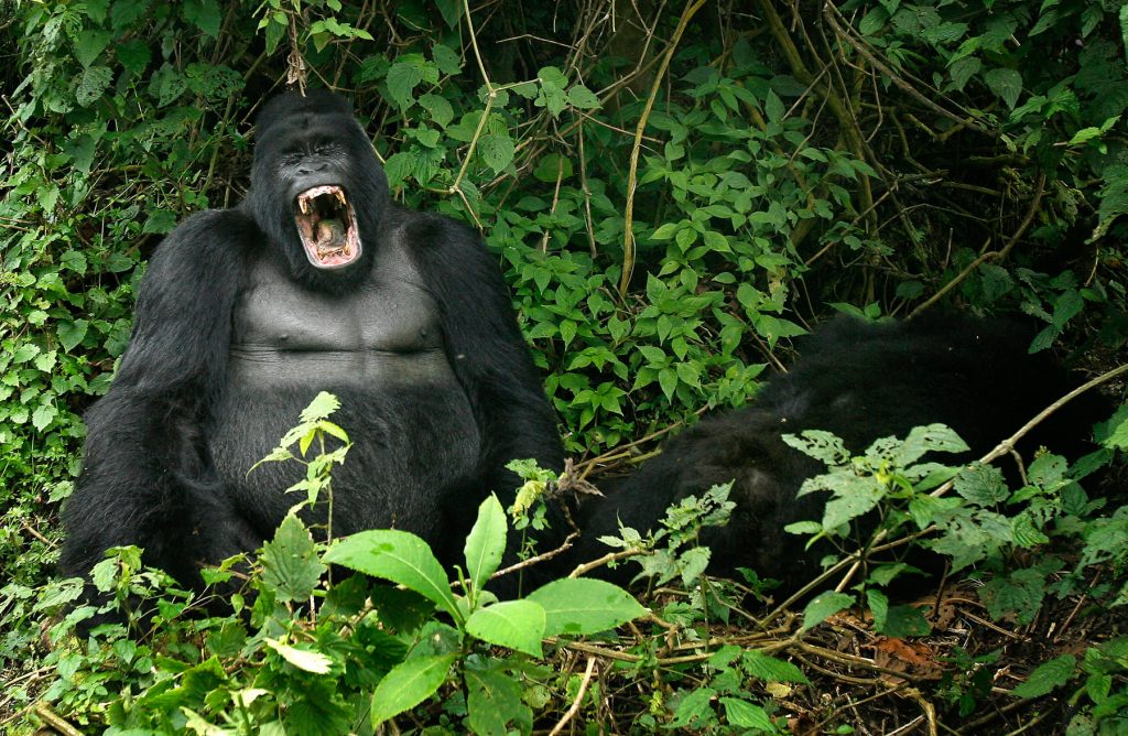 It is unfortunate to say that Gorilla, our closest relative and most intelligent mammal now is in the red list of IUCN as an endangered species (EN A2cd). Mountain Gorilla or gorilla beringei, is one of the three subspecies of Gorilla.