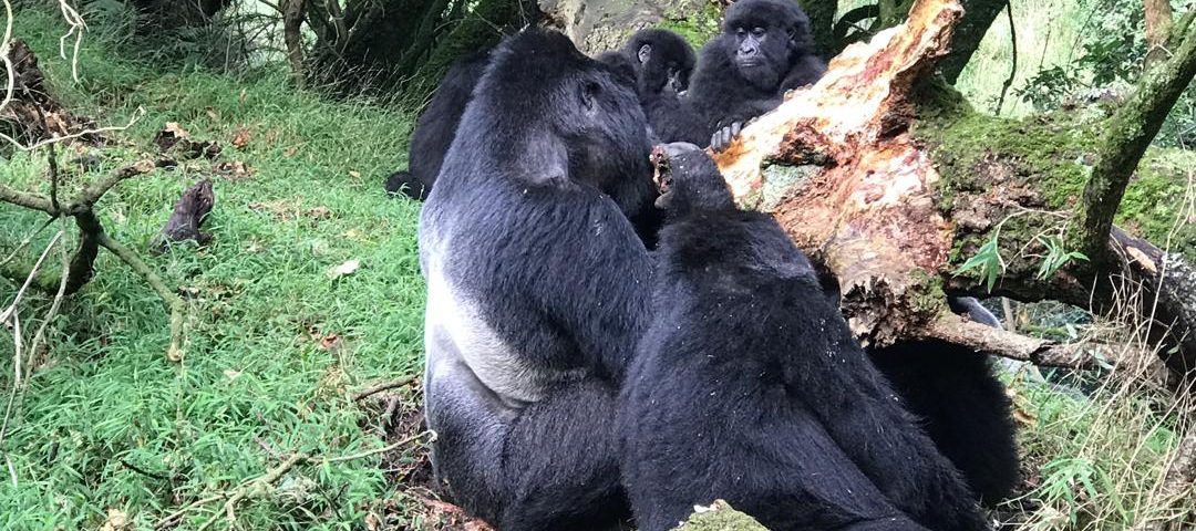 gorilla Trekking in Africa