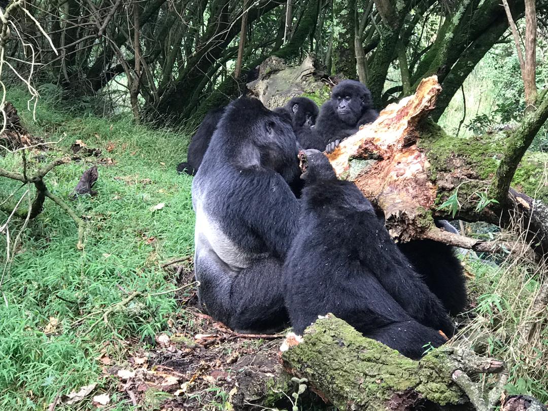 4-Day Gorilla Tracking & Sabyinyo Volcano Hike Tour 