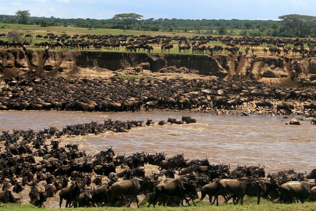 Big Five and Gorilla Trekking Safari | East Africa