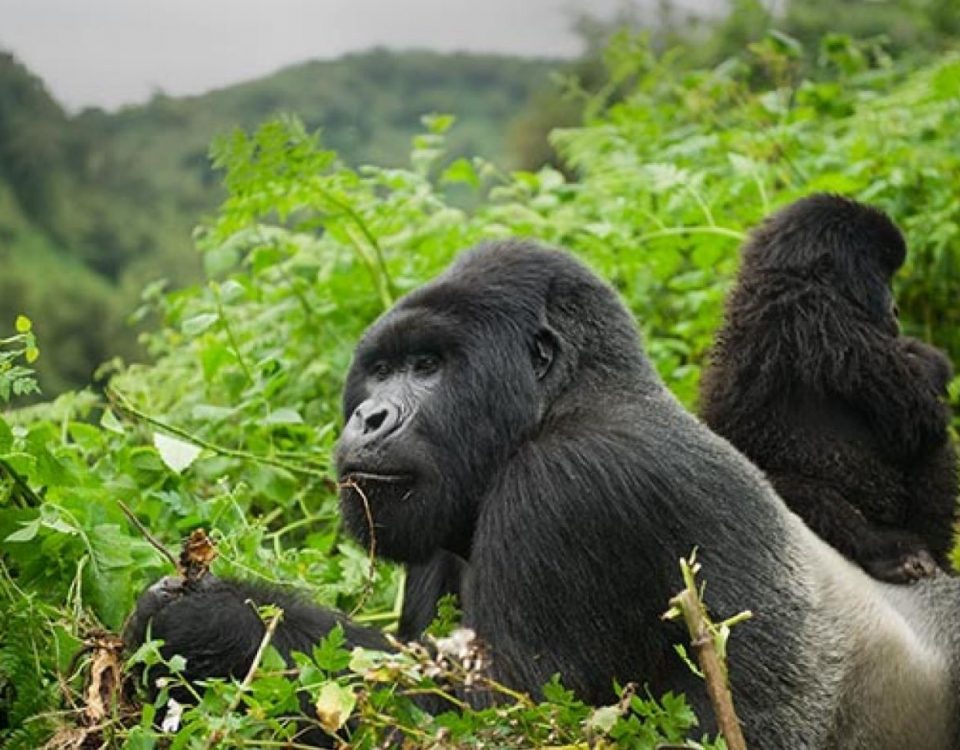 2 Days Rwanda Gorilla Tour
