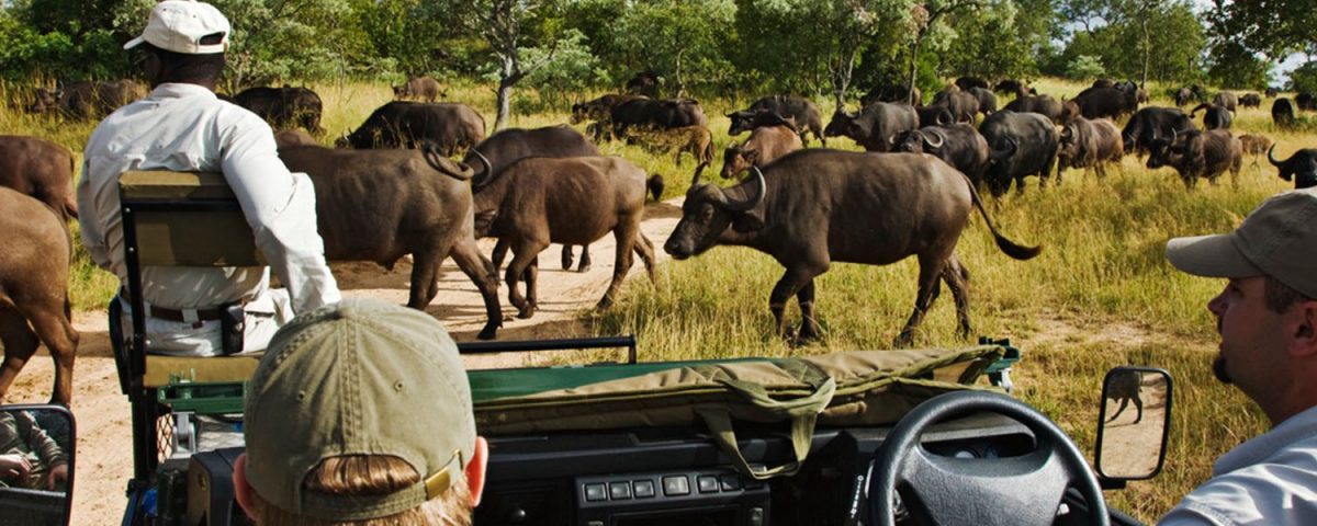 Can I Do Self‑Drive Game Drives in Uganda Parks?