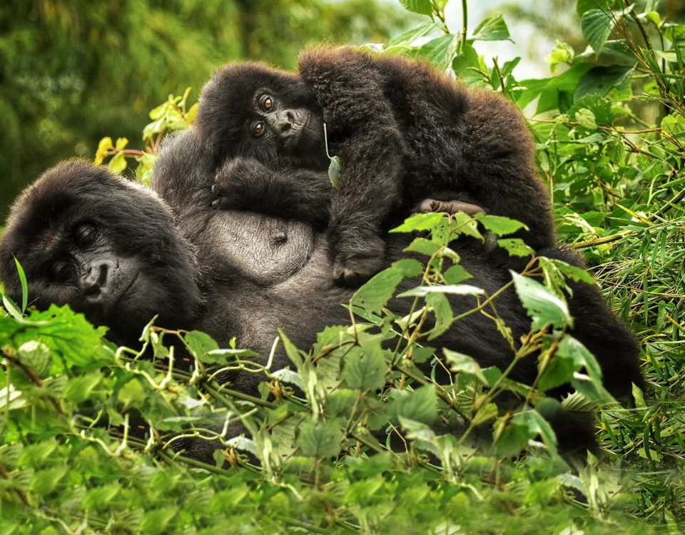 5-Day Gorilla Trek, Sabyinyo Volcano Hike, and Canoeing safari