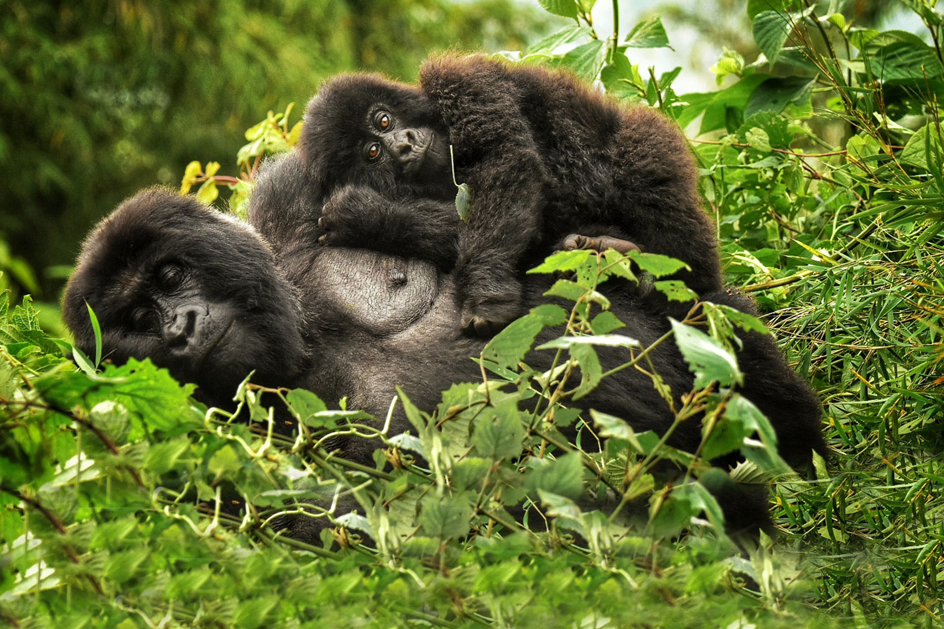 5-Day Gorilla Trek, Sabyinyo Volcano Hike, and Canoeing safari