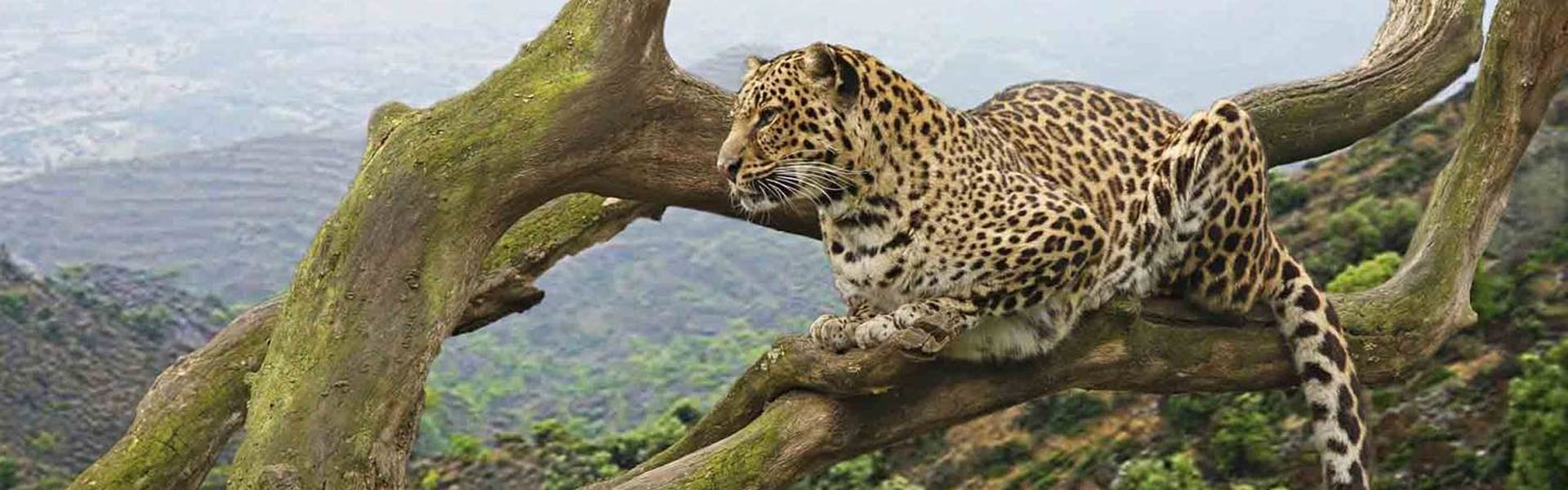 8-Day Uganda Wildlife Safari
