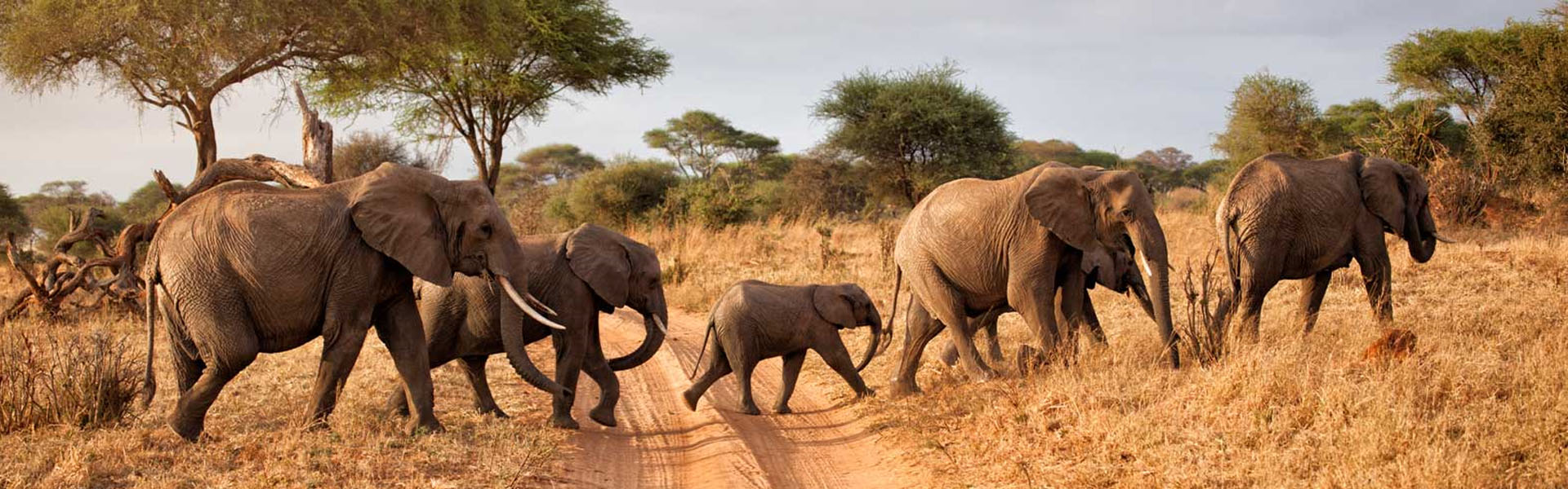 When is the Best Time to Visit Masai Mara National Reserve