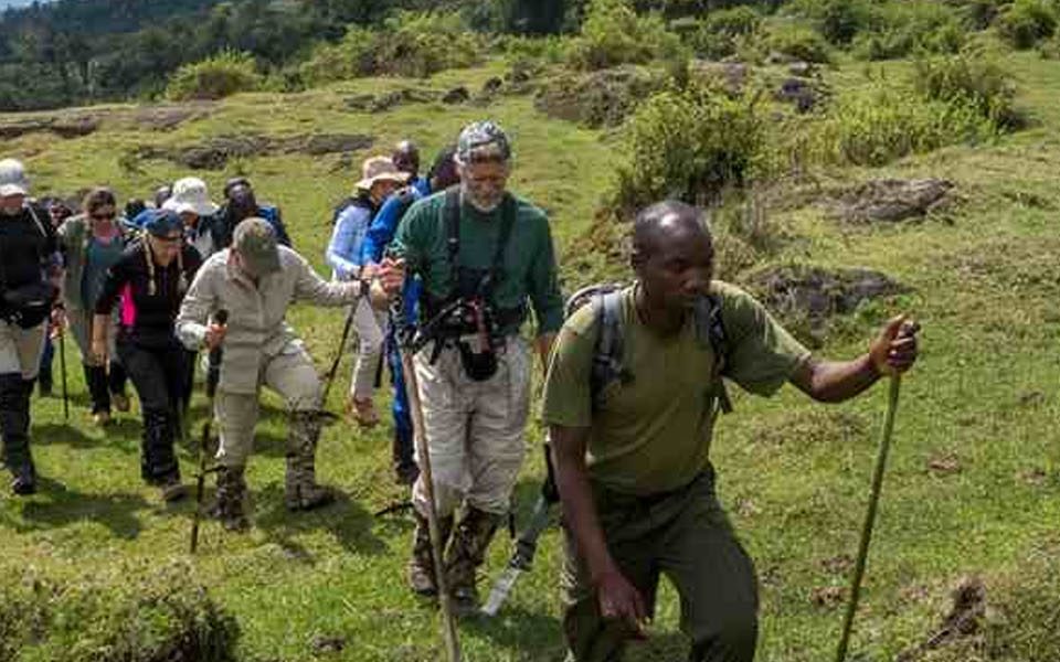 Rwenzori Mountain Vegetation