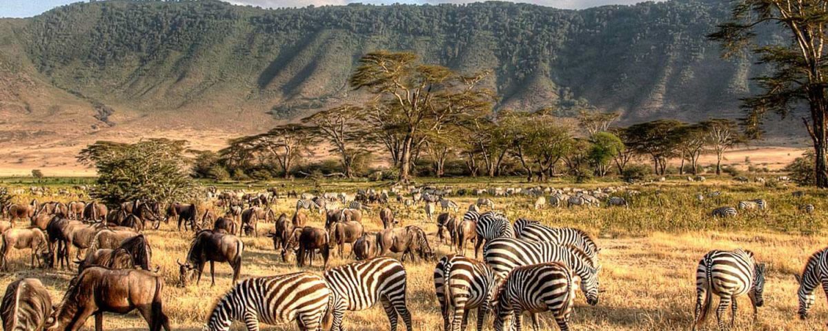 Walking Safaris and Photography Adventures in Serengeti