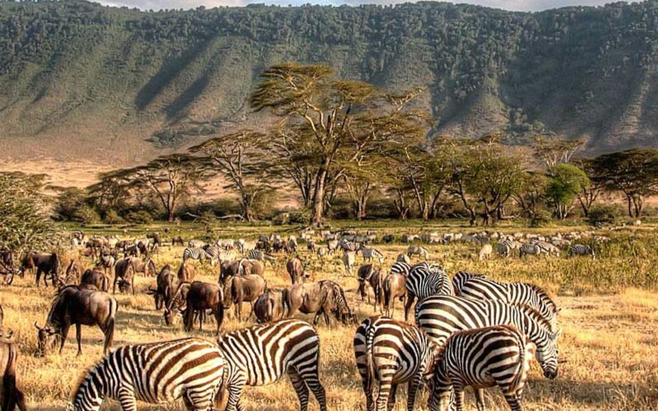 Walking Safaris and Photography Adventures in Serengeti
