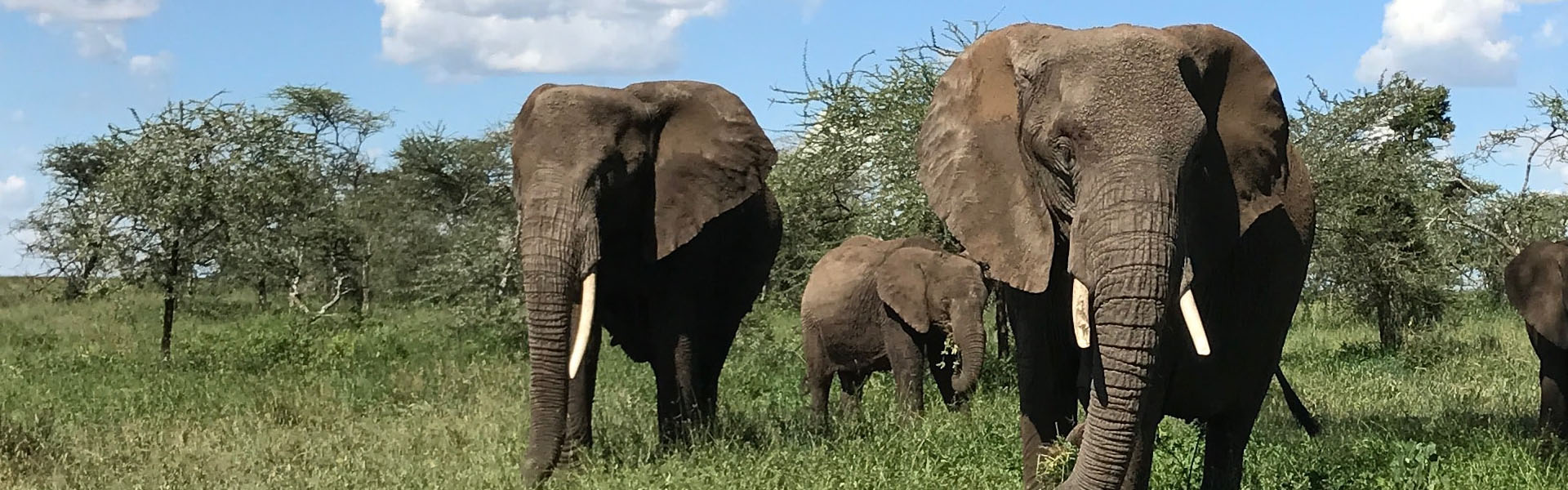 8-Day Uganda Wildlife Safari